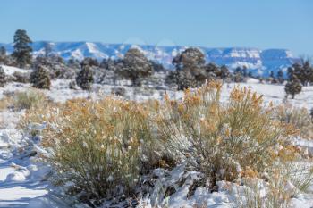 Close-up shot of the frozen grass in the winter morning in mountains.