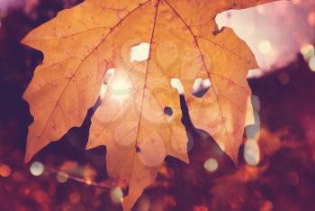 Colorful yellow leaves in Autumn season. Close-up shot. Suitable for background image.