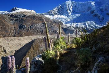 Beautiful flowers in Cordillera Huayhuash mountains, Peru, South America