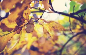 Colorful yellow leaves in Autumn season. Close-up shot. Suitable for background image.