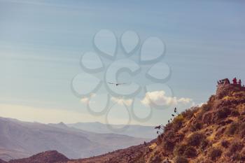 Flying condor in the Colca canyon,Peru