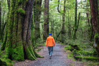 Man hiking bay the trail in the forest.Nature leisure hike travel outdoor