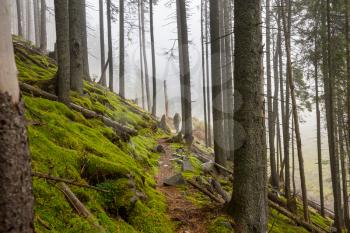 Man hiking bay the trail in the forest.Nature leisure hike travel outdoor