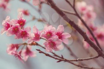 Blossoming tree in spring garden. Beautiful spring natural background.