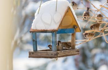 Bird sparrow feeding trough