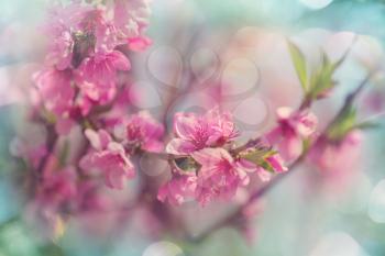 Flowers of the cherry blossoming in the spring garden