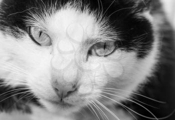 Black and white adult domestic cat portrait