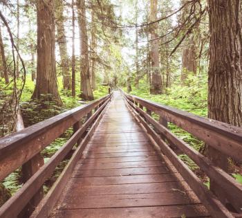 Wooden boardwalk in the forest