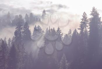 Magic misty forest. Beautiful natural landscapes.