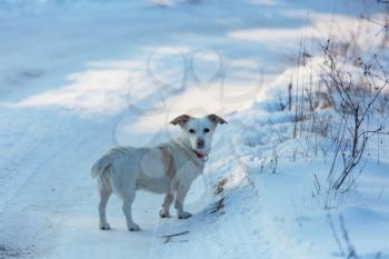 dog in the winter in the snow