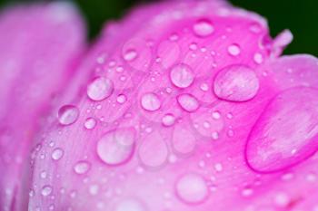 Close up on purple flower  with water drops
