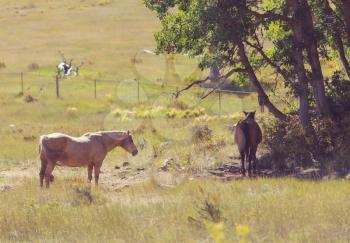 a herd of horses in a autumn meadow