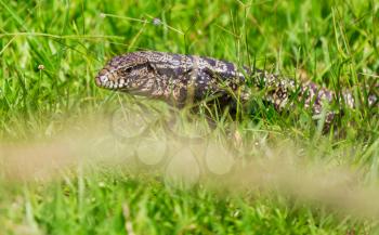 Big lizard in green grass