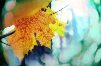 Colorful yellow leaves in Autumn season. Close-up shot. Suitable for background image.