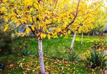 Orange autumn garden