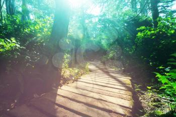 Wooden boardwalk in the forest