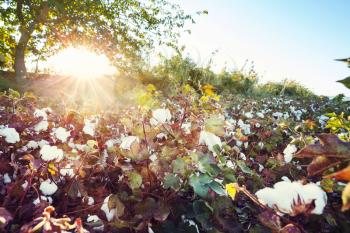 Cotton field at sunrise. Autumn season.