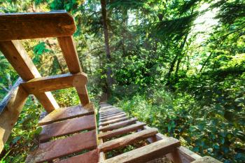 Wooden boardwalk in the forest