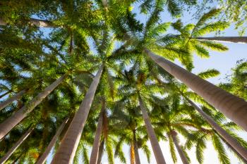 Palm plantation on tropical island