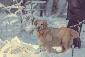 Dog in winter forest