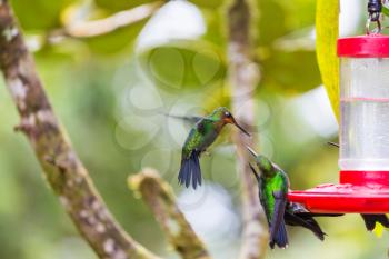 Colorful Hummingbird in Costa Rica, Central America