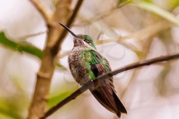 Colorful Hummingbird in Costa Rica, Central America