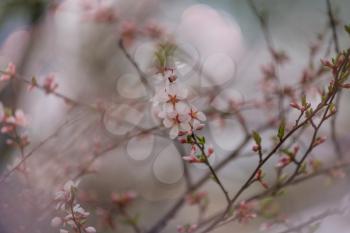 Flowers of the cherry blossoming in the spring garden