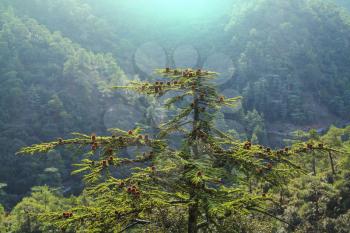 Cedar trees in mountains, Turkey