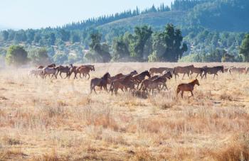 Horse herd run on pasture in Chile, South America