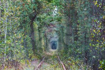 Trees tunnel in early autumn season