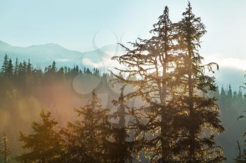 Magic misty forest. Beautiful natural landscapes.