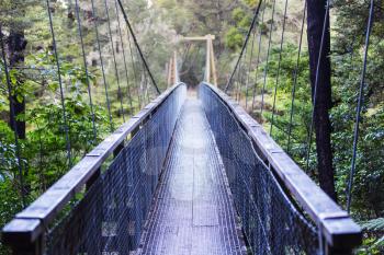 bridge in green summer forest