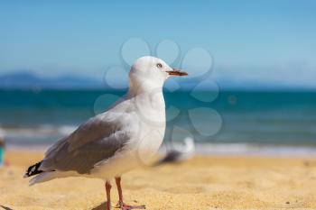 Sea gull in New Zealand coast