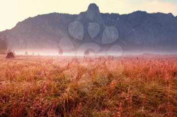 Sunny autumn meadow. Natural background.