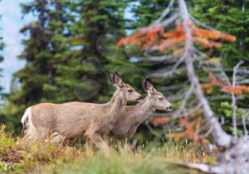 Deer in green meadow, USA