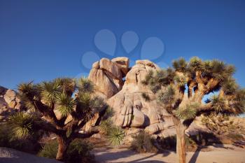 joshua tree national park landscapes