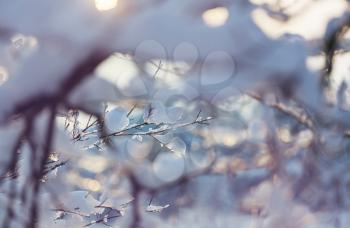 Picturesque snow-covered forest in the winter