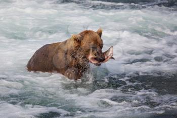 A grizzly bear hunting salmon at Brooks falls. Coastal Brown Grizzly Bears fishing at Katmai National Park, Alaska. Summer season. Natural wildlife theme.