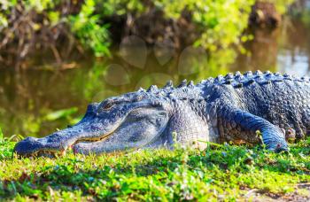 American Alligator Swimming in Everglades with colorful reflection in water wild nature national park