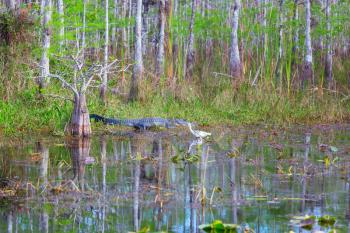 American Alligator Swimming in Everglades with colorful reflection in water wild nature national park