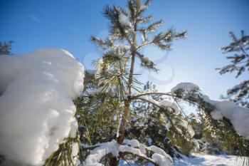 Scenic snow-covered forest in winter season. Good for Christmas background.