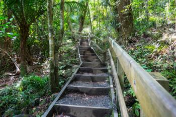 Wooden boardwalk in the forest