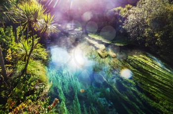 Unusual blue spring in New Zealand. Beautiful natural landscapes