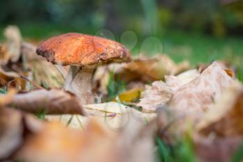 Edible mushrooms in a autumn forest