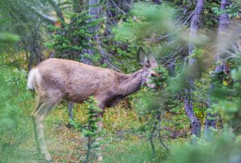 Deer in green meadow, USA