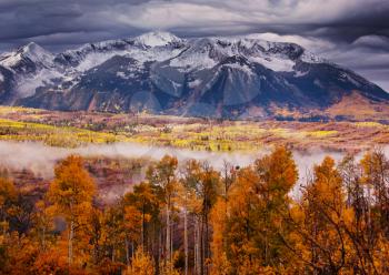 Colorful yellow autumn in Colorado, United States. Fall season.