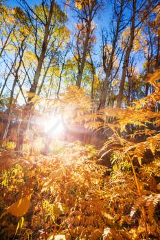 Autumn scene in yellow tones. Fall background.