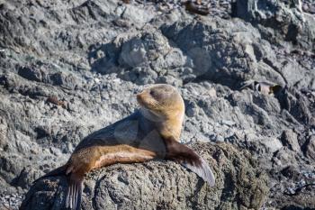 Pretty relaxing  seal in the beach, New Zealand