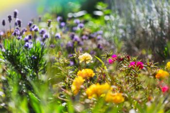 Amazing fresh flowers in summer garden