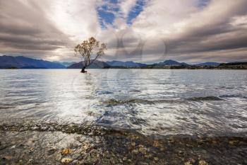 Famous Wanaka tree inside the Lake Wanaka, New Zealand.